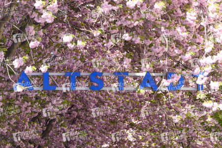 Kirschblüte 2022 in Bonn