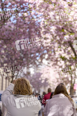 Kirschblüte 2022 in Bonn