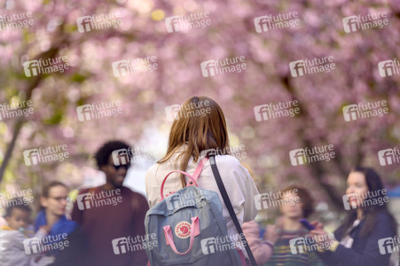 Kirschblüte 2022 in Bonn