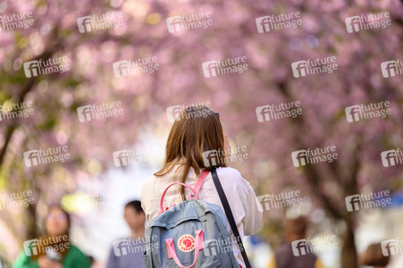 Kirschblüte 2022 in Bonn
