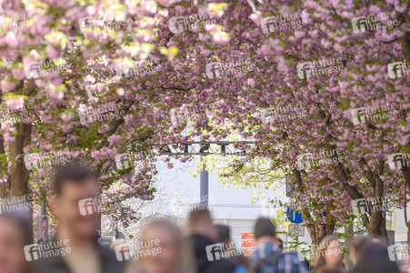 Kirschblüte 2022 in Bonn