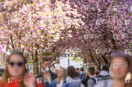 Kirschblüte 2022 in Bonn