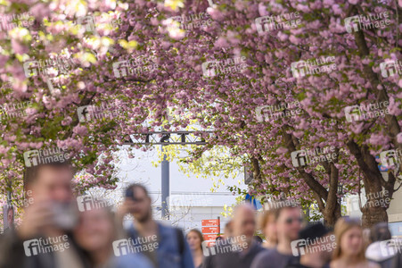 Kirschblüte 2022 in Bonn