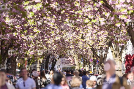 Kirschblüte 2022 in Bonn