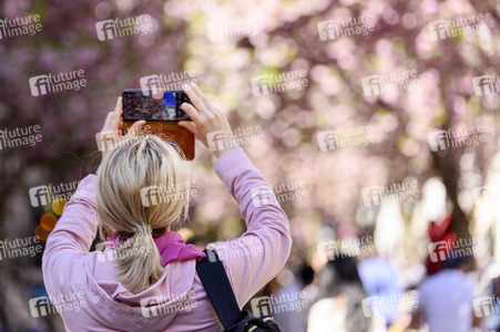 Kirschblüte 2022 in Bonn
