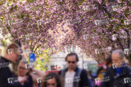 Kirschblüte 2022 in Bonn