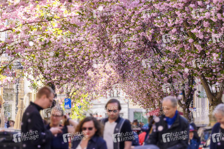 Kirschblüte 2022 in Bonn