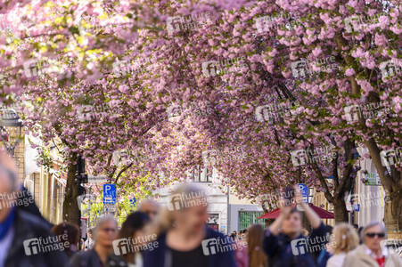 Kirschblüte 2022 in Bonn