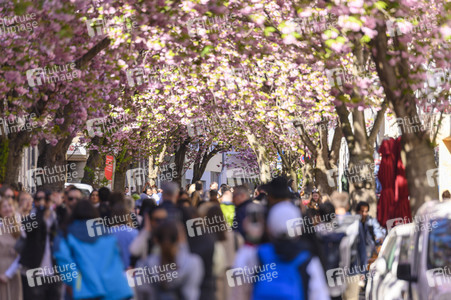 Kirschblüte 2022 in Bonn