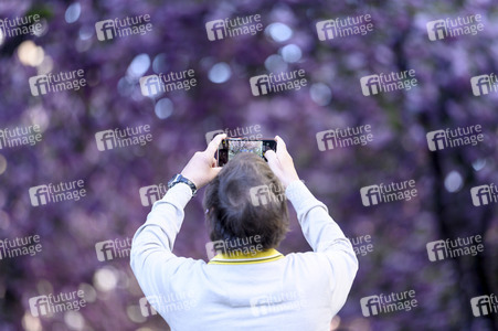 Kirschblüte 2022 in Bonn
