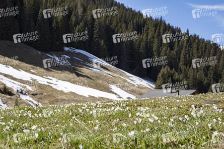 Schneeschmelze in den Schweizer Alpen