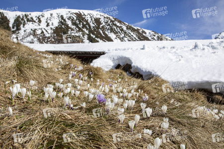 Schneeschmelze in den Schweizer Alpen