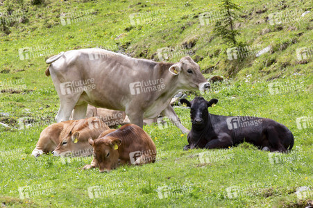 Symbolfoto Braunvieh