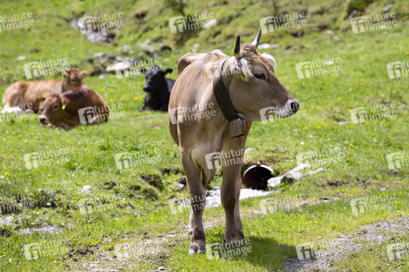 Symbolfoto Braunvieh