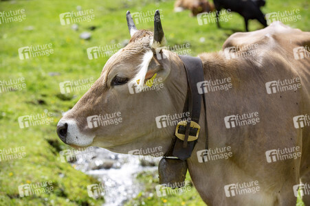 Symbolfoto Braunvieh