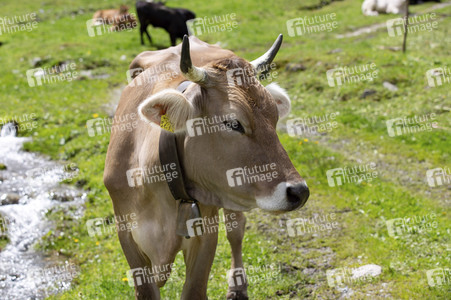 Symbolfoto Braunvieh