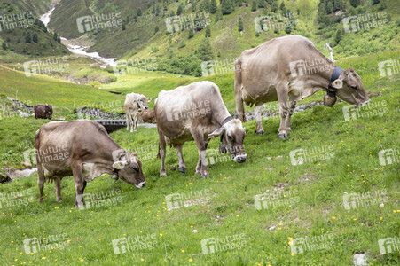 Symbolfoto Braunvieh