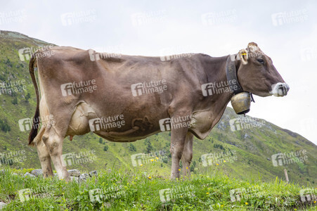 Symbolfoto Braunvieh