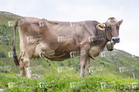 Symbolfoto Braunvieh
