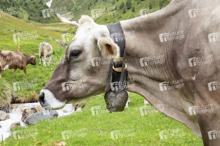Symbolfoto Braunvieh