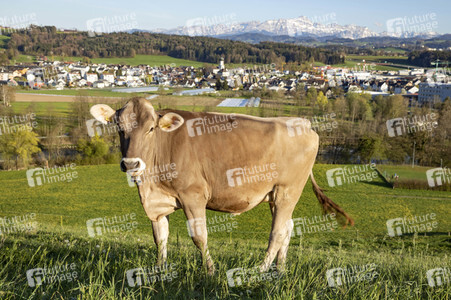 Symbolfoto Braunvieh