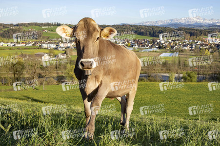 Symbolfoto Braunvieh