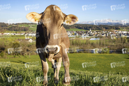 Symbolfoto Braunvieh