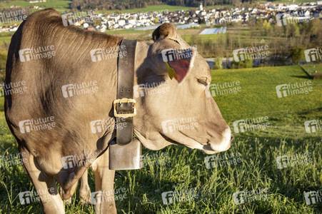 Symbolfoto Braunvieh