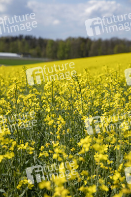 Frühling in der Schweiz