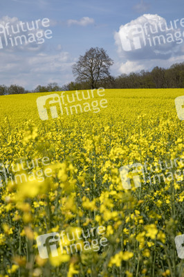 Frühling in der Schweiz