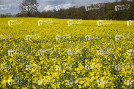 Frühling in der Schweiz