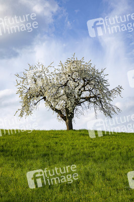 Frühling in der Schweiz