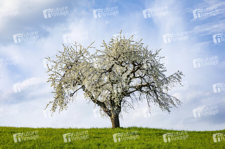Frühling in der Schweiz