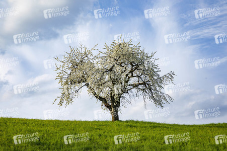 Frühling in der Schweiz