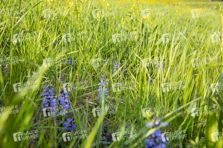 Frühling in der Schweiz