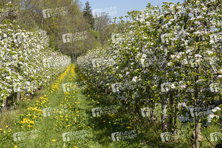 Frühling in der Schweiz