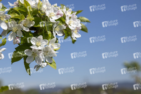 Frühling in der Schweiz