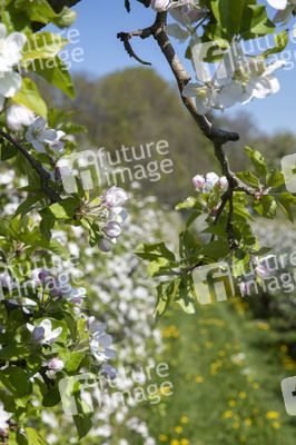 Frühling in der Schweiz