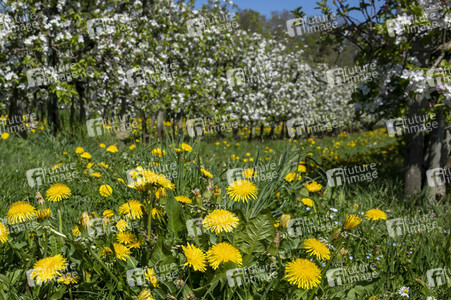 Frühling in der Schweiz