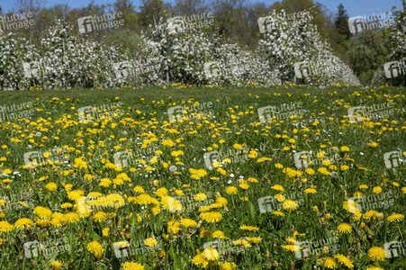 Frühling in der Schweiz