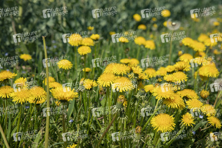 Frühling in der Schweiz