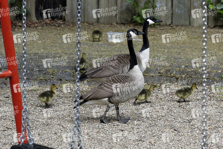 Gänsenachwuchs in Bergkamen