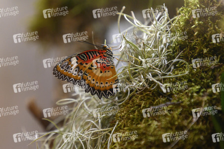 Heimtiermesse Interzoo in Nürnberg