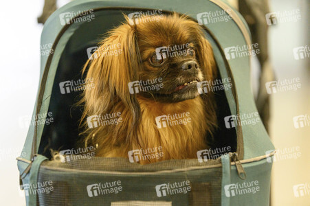 Heimtiermesse Interzoo in Nürnberg