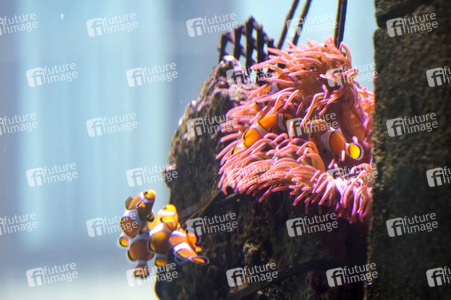 Pressefrühstück im AquaDom & Sea Life Berlin