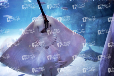 Pressefrühstück im AquaDom & Sea Life Berlin