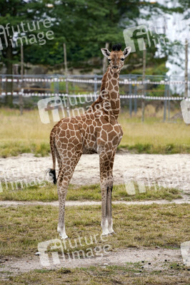 Namensgebung für Giraffennachwuchs im Tierpark Berlin