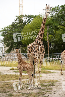 Namensgebung für Giraffennachwuchs im Tierpark Berlin
