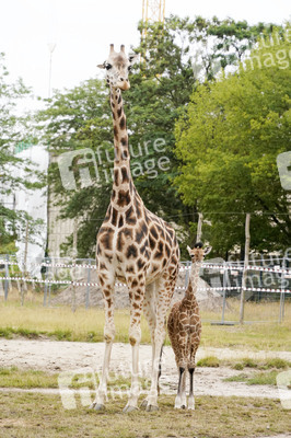 Namensgebung für Giraffennachwuchs im Tierpark Berlin