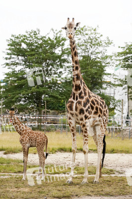 Namensgebung für Giraffennachwuchs im Tierpark Berlin